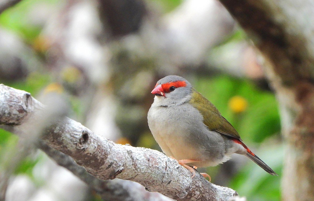 Red-browed Firetail - ML646773384
