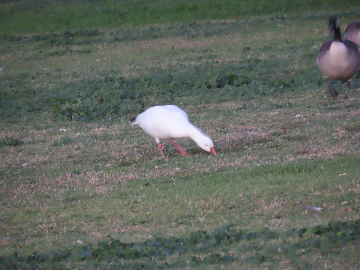 Белый гусь - ML646773388