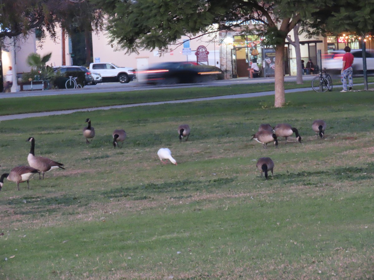 Канадская казарка - ML646773389