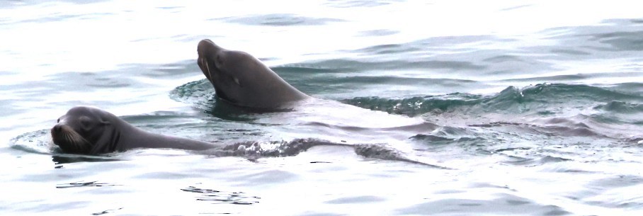 Animals - ML646773393