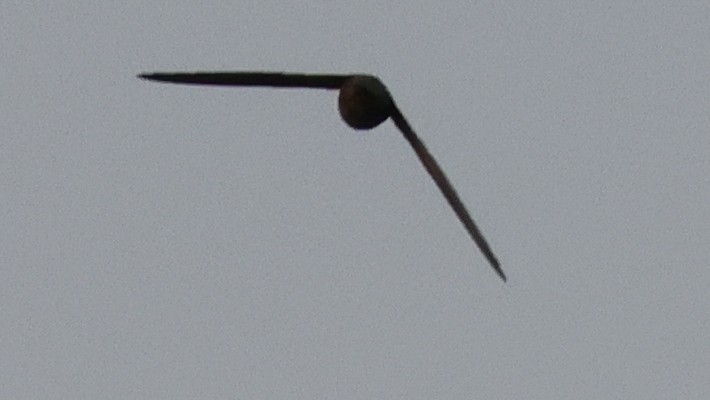 סיס ארובות - ML646773405