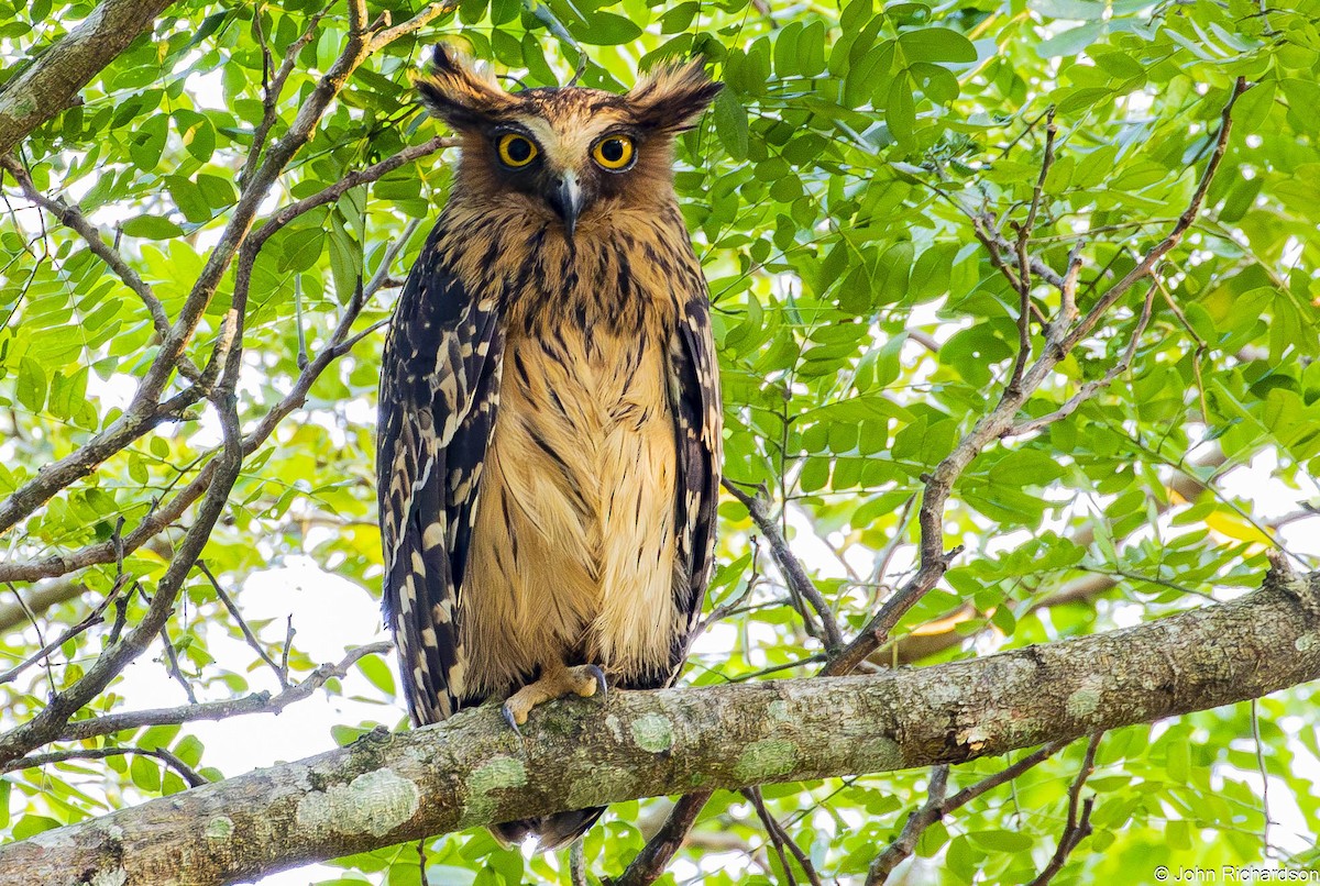 malayfiskeugle - ML646773410