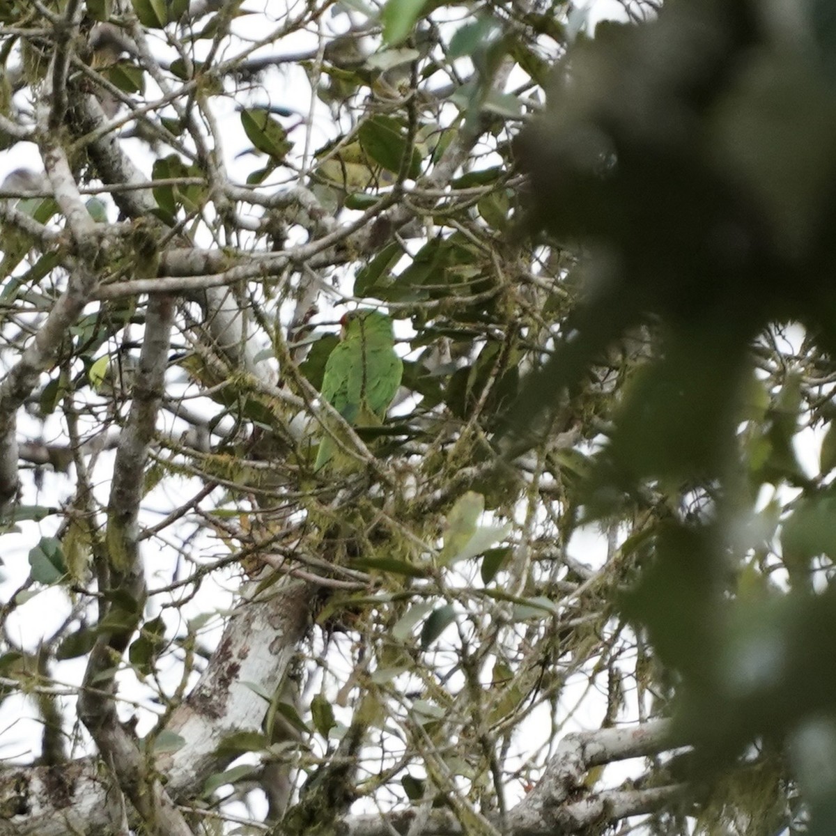 Scarlet-fronted Parakeet - ML646773411