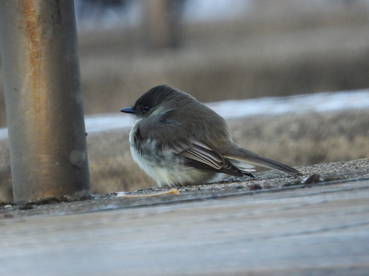 פיבי מזרחית - ML646773416