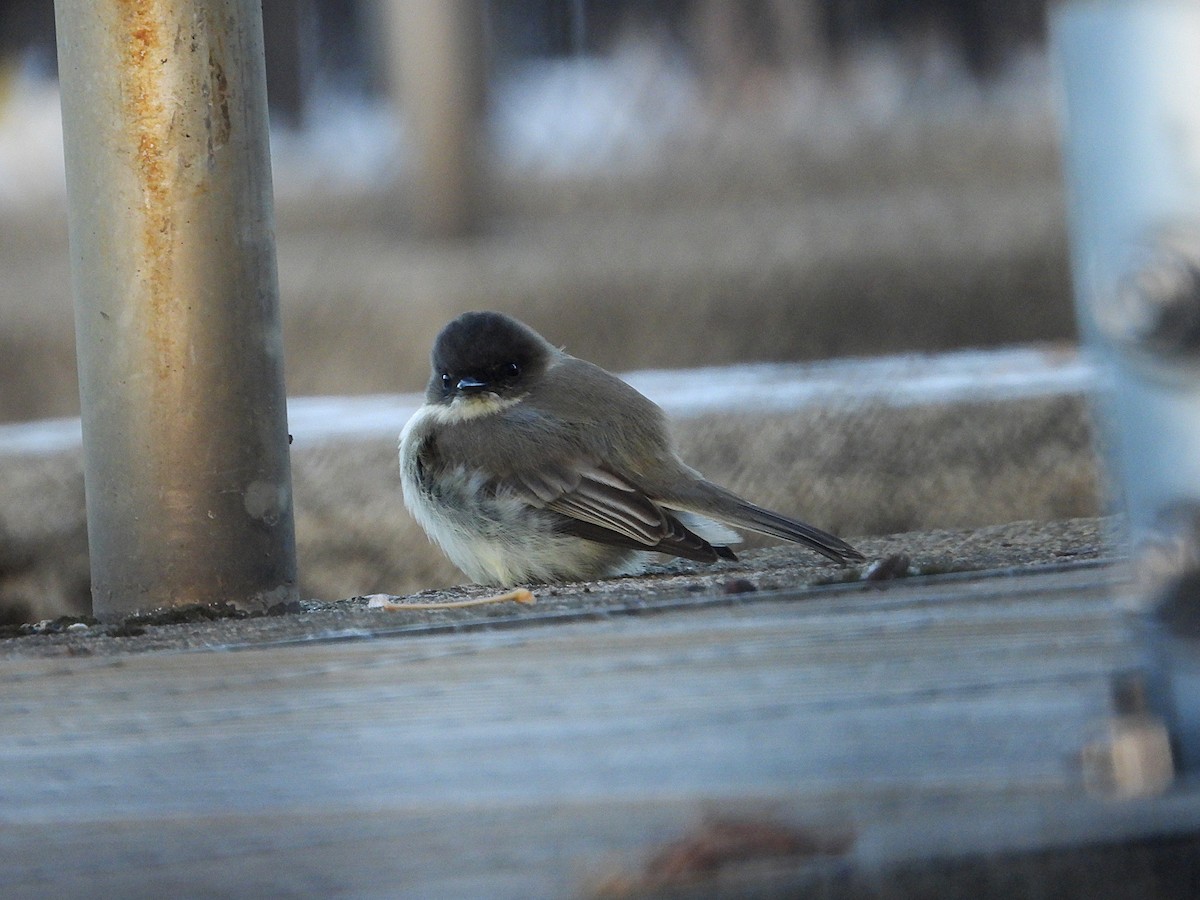 פיבי מזרחית - ML646773418