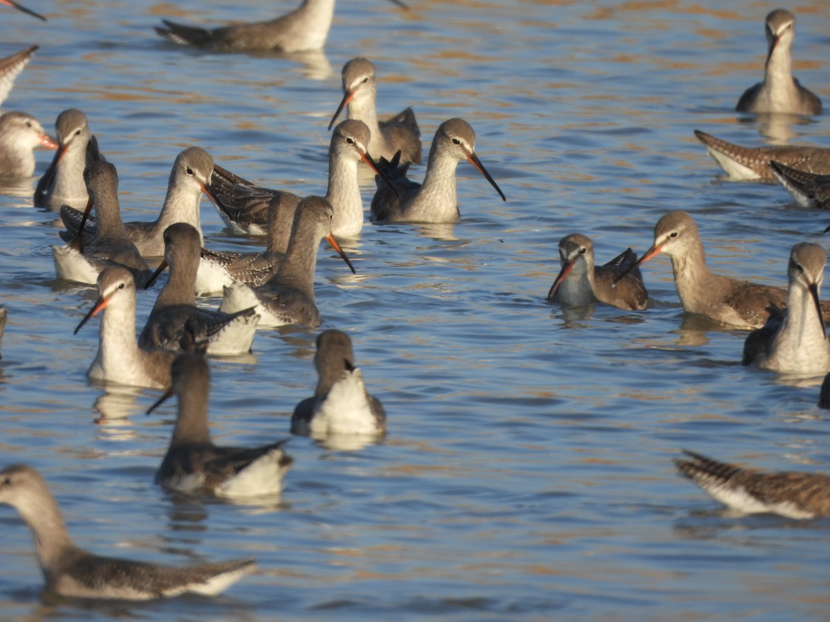 Chevalier arlequin - ML646773419