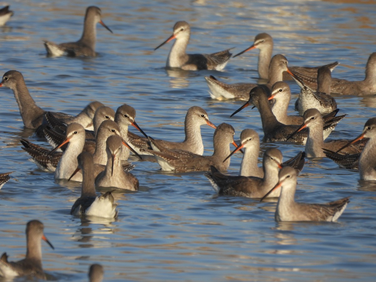 Chevalier arlequin - ML646773420