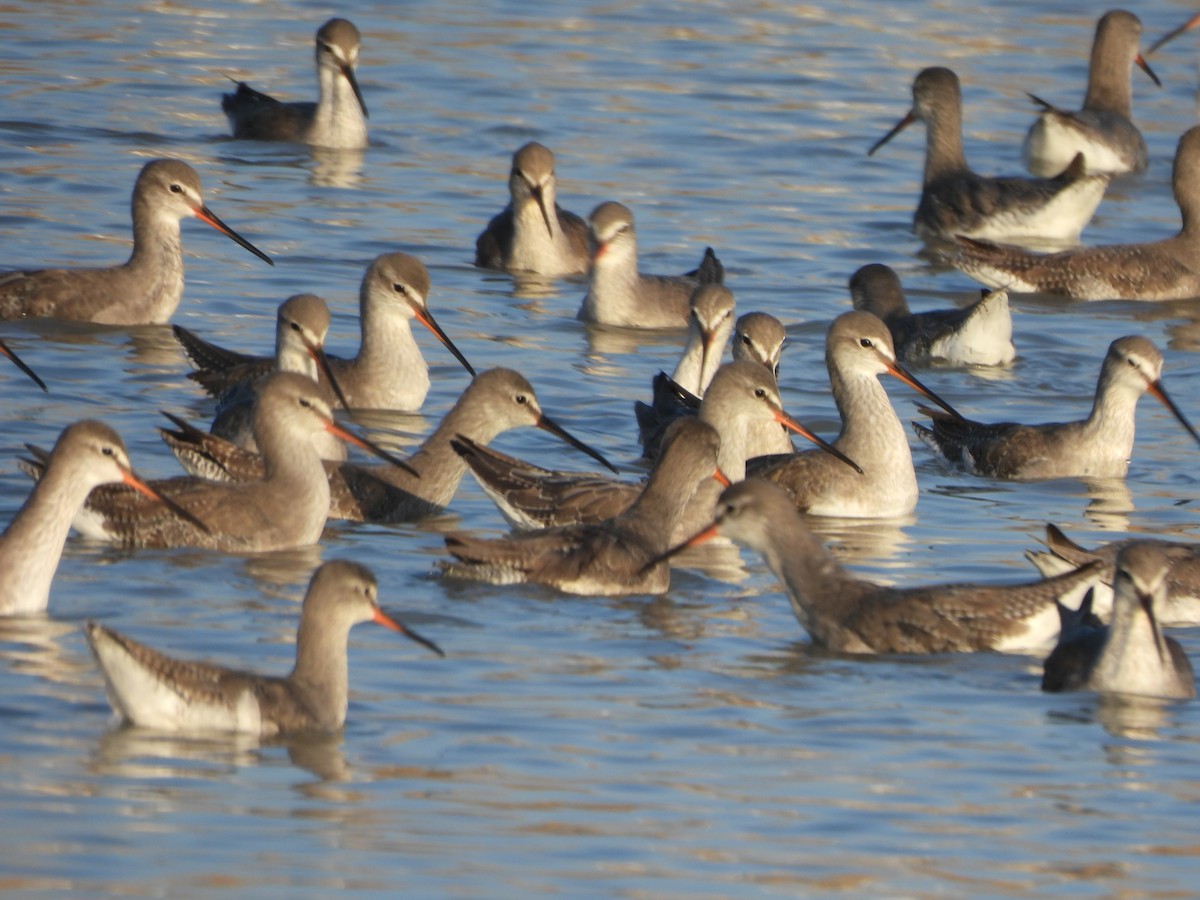 Chevalier arlequin - ML646773421