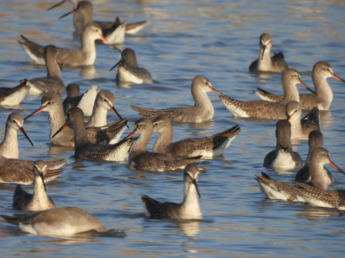 Chevalier arlequin - ML646773422