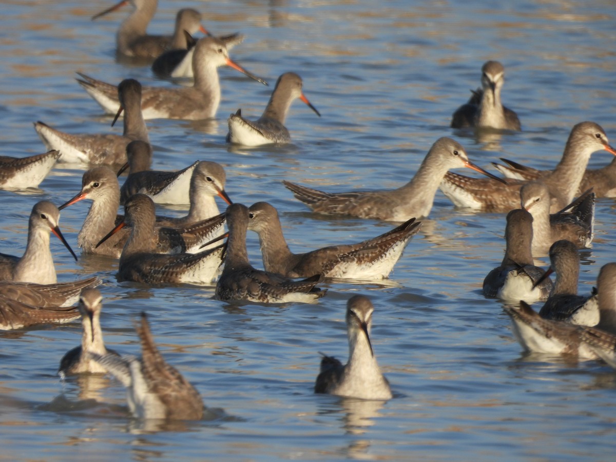 Chevalier arlequin - ML646773423