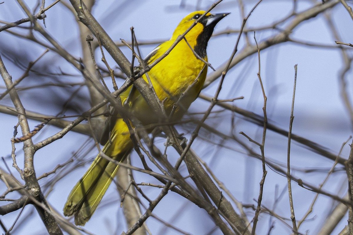 オレンジムクドリモドキ - ML646773425