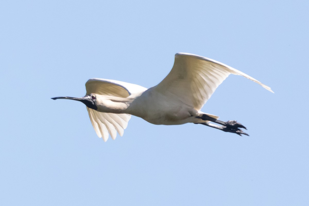 Косар королівський - ML646773426