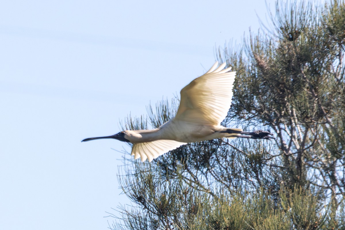 Косар королівський - ML646773427