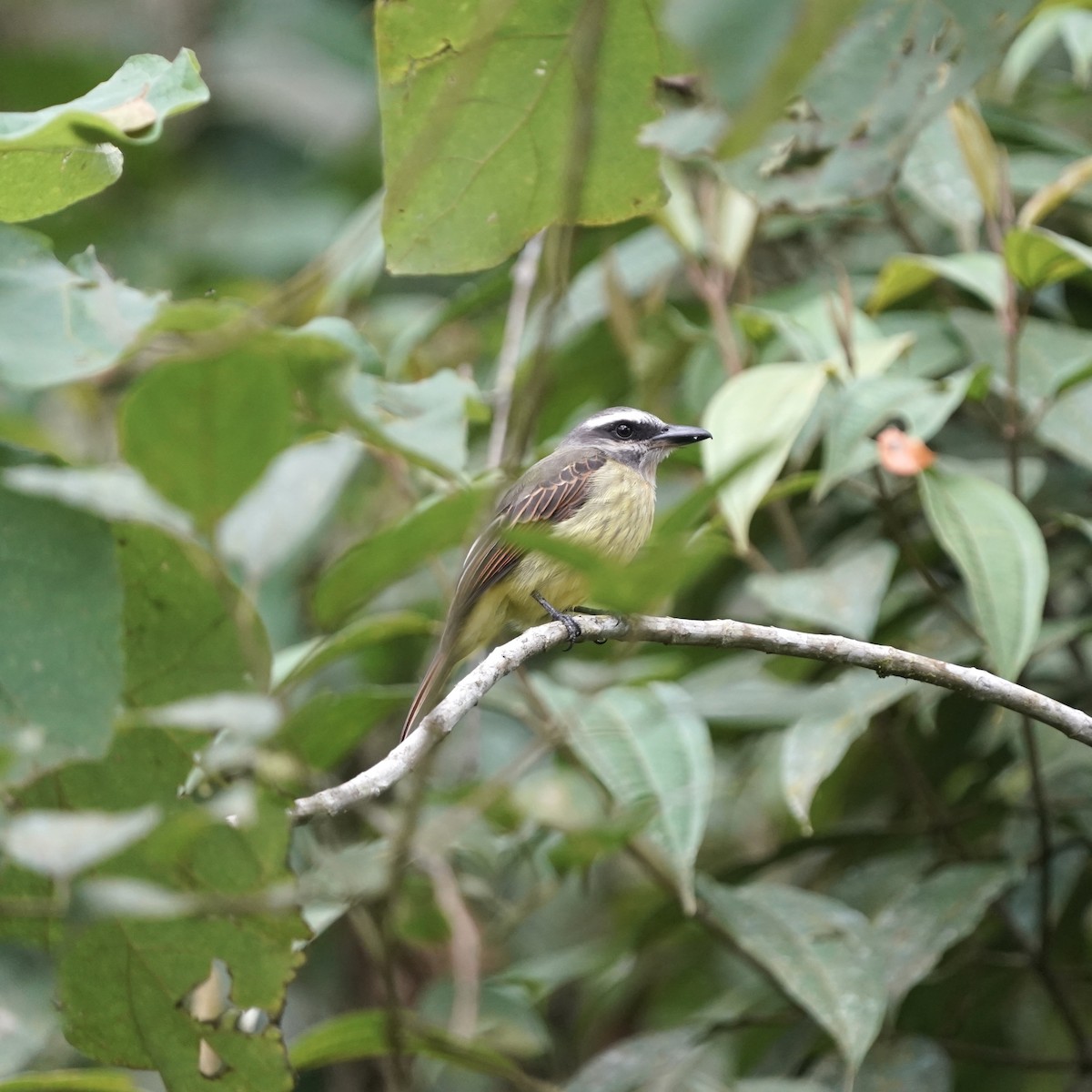Tyran à ventre d'or - ML646773428