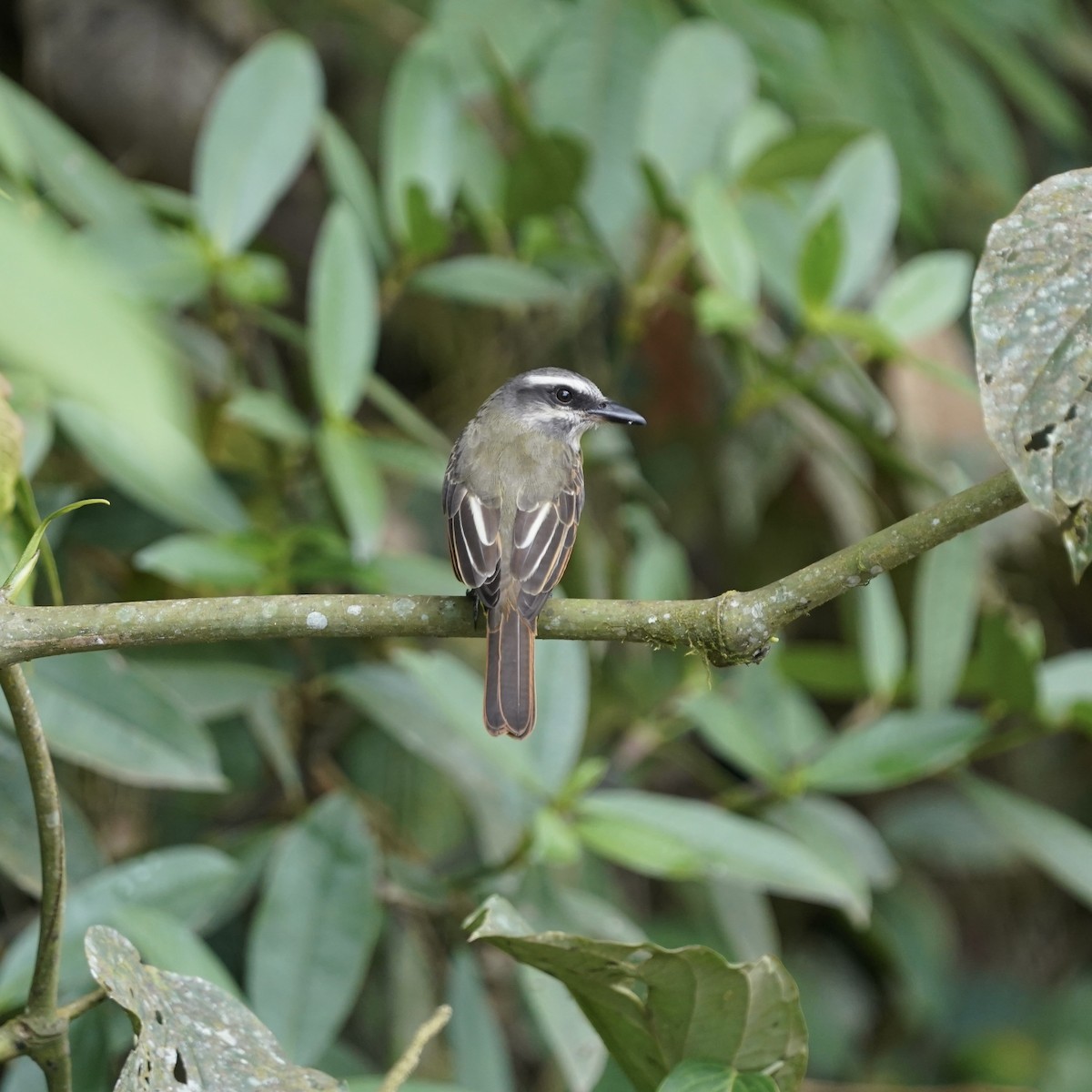 Tyran à ventre d'or - ML646773429