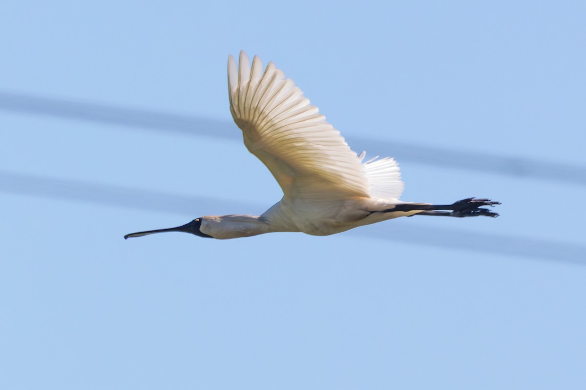 Косар королівський - ML646773430