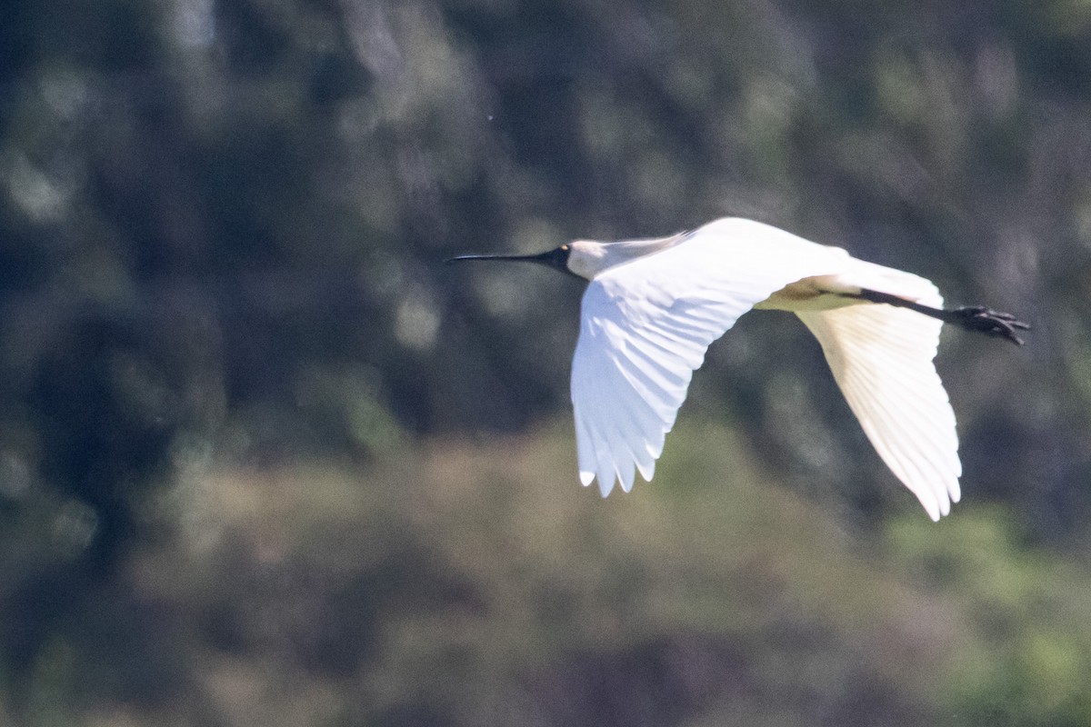 Косар королівський - ML646773431