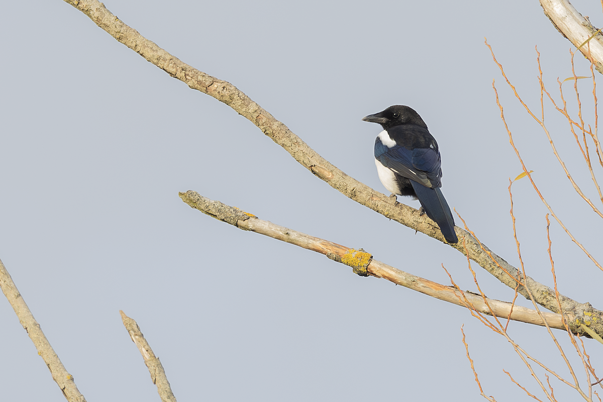 Сорока - ML646773435