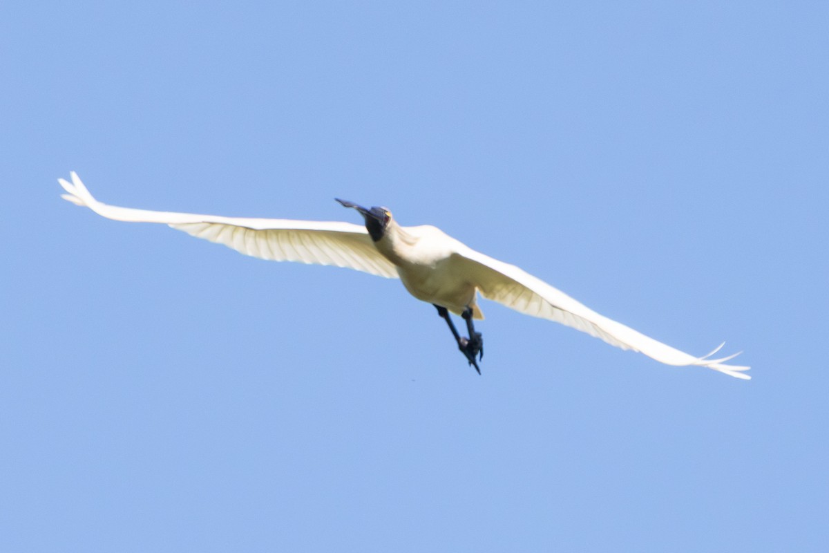 Косар королівський - ML646773437