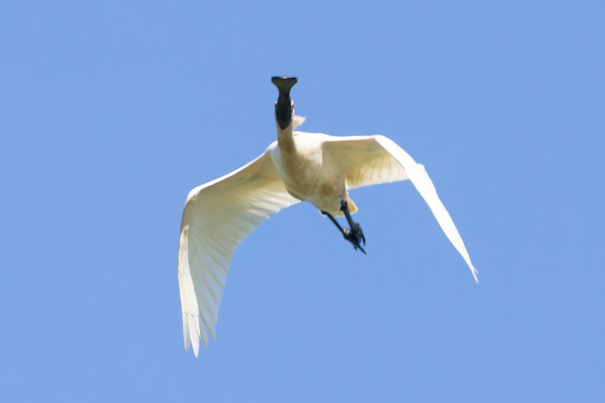 Косар королівський - ML646773438