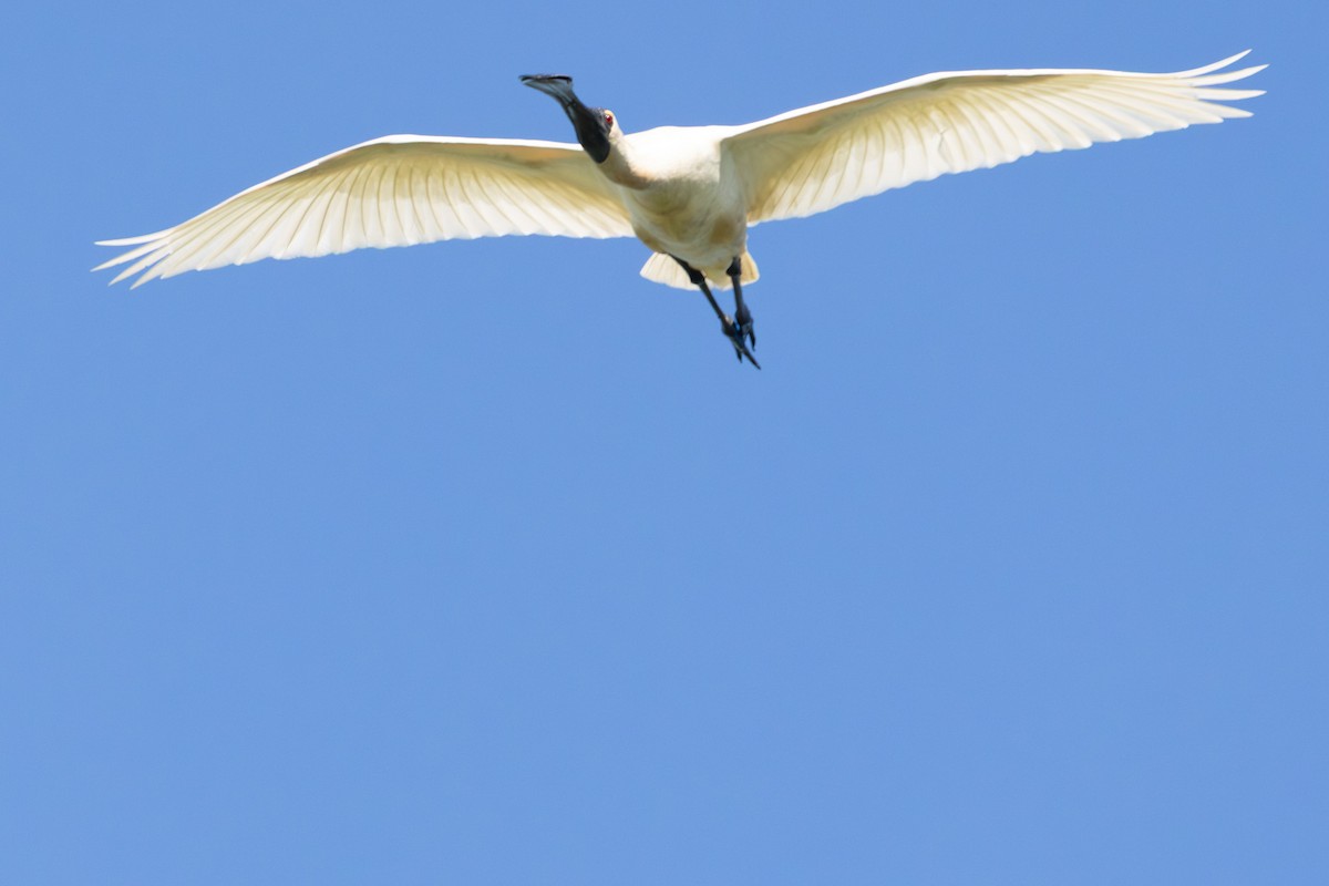 Косар королівський - ML646773439