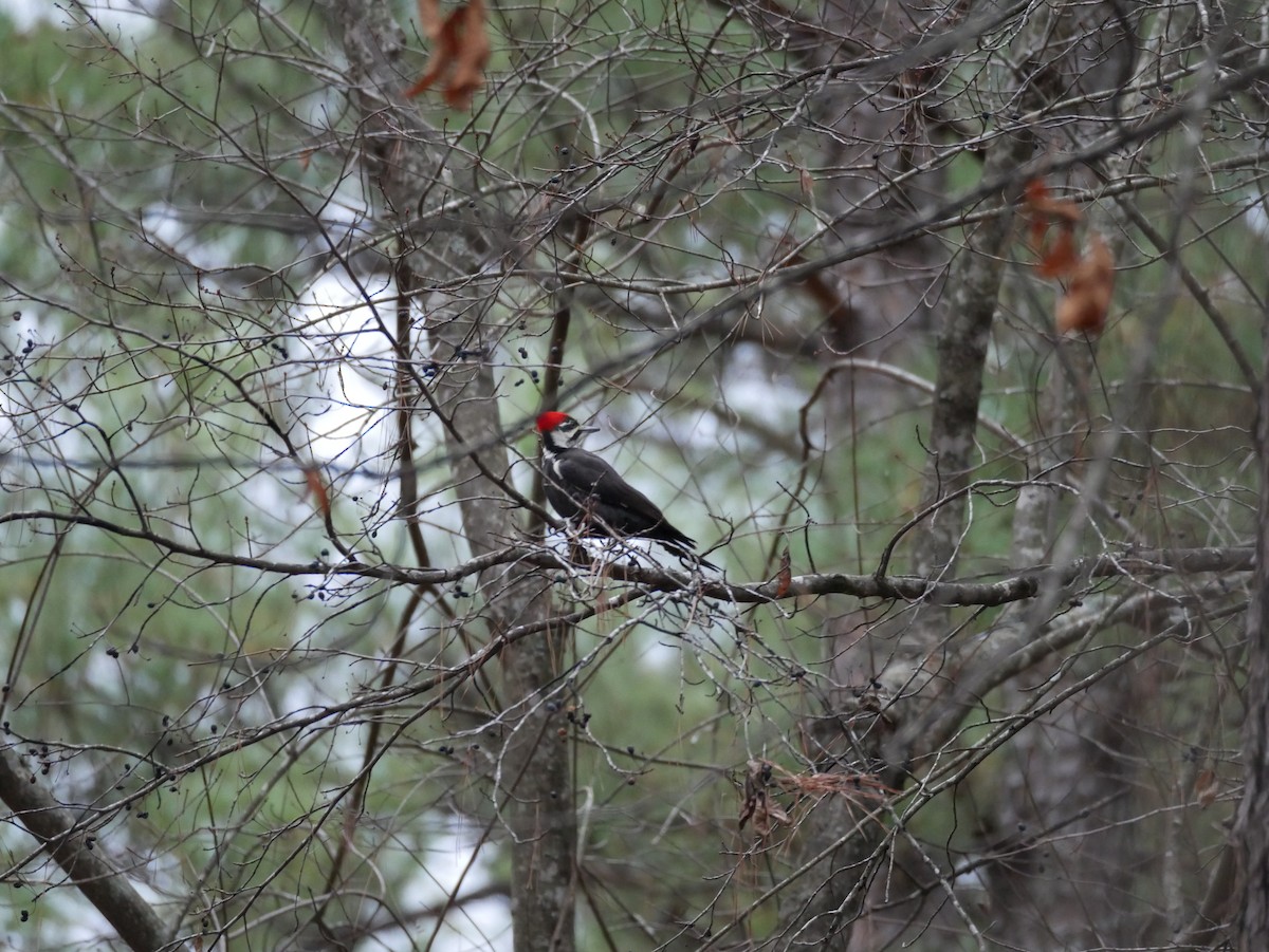 Pileated Woodpecker - ML646773440