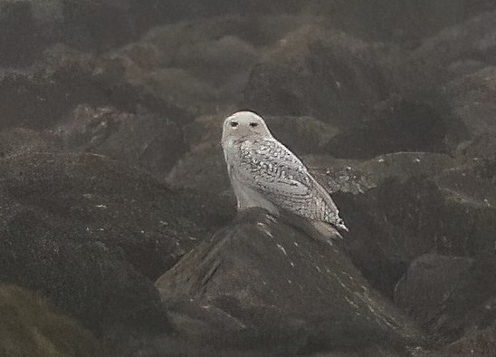 Snowy Owl - ML646773442