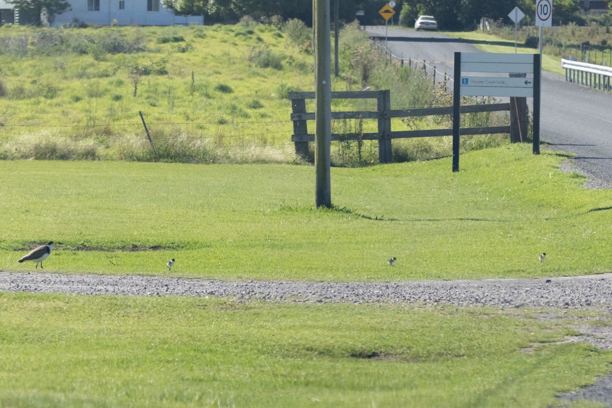 čejka australská - ML646773444