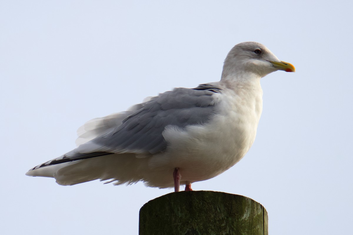 Polarmöwe - ML646773445