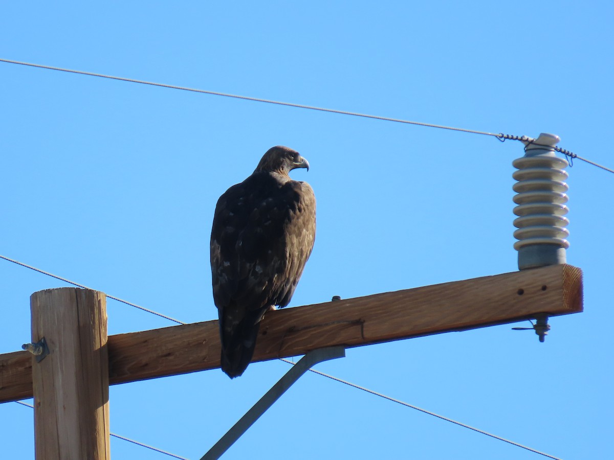 Беркут - ML646773447