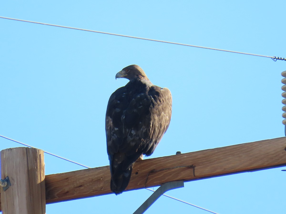 Беркут - ML646773450