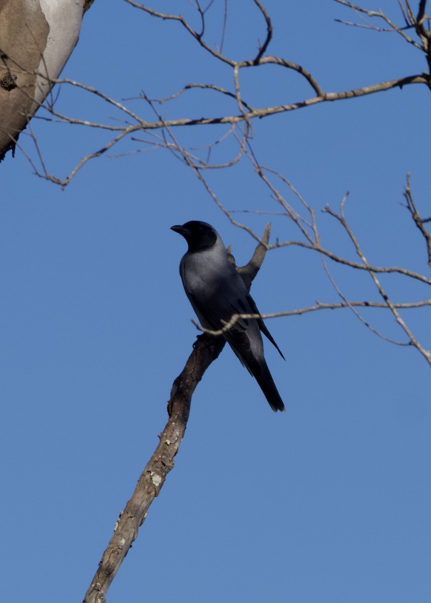 Schwarzgesicht-Raupenfänger - ML646773458