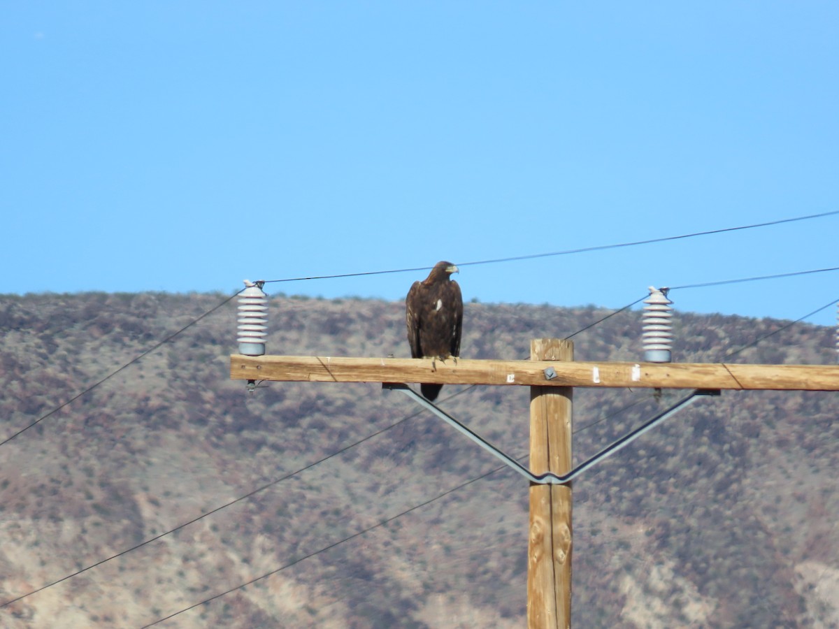 Steinadler - ML646773459