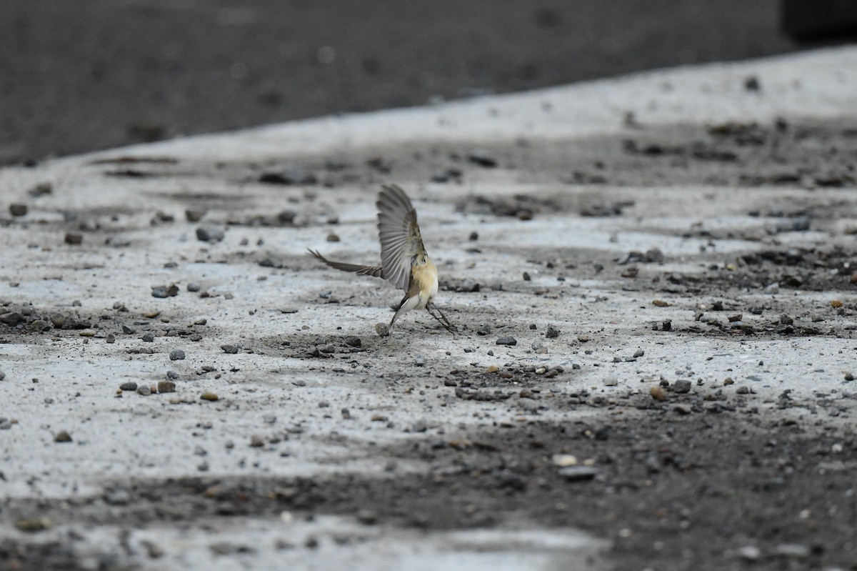 Zwergschnäpper - ML646773460