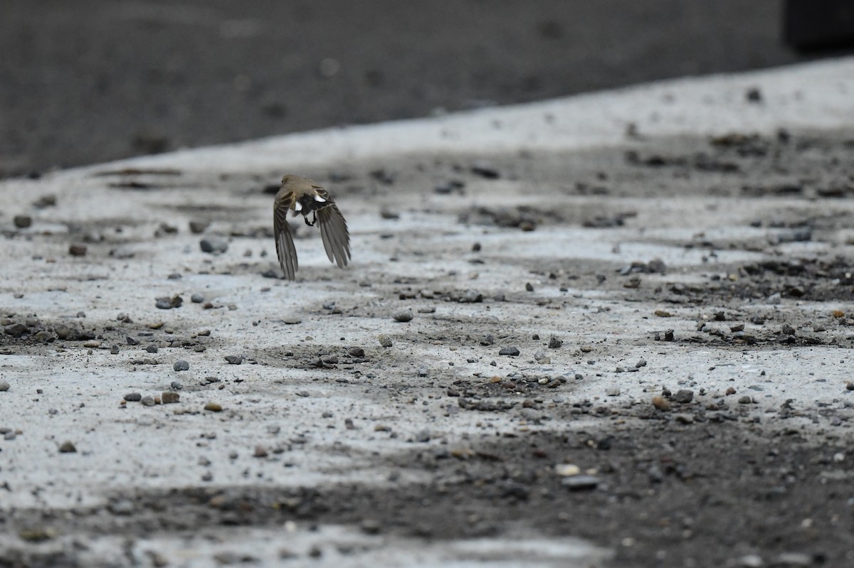 Zwergschnäpper - ML646773461