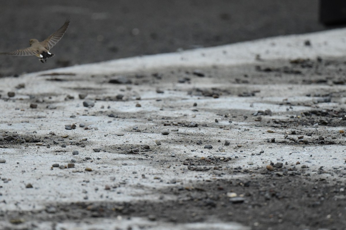 Zwergschnäpper - ML646773462