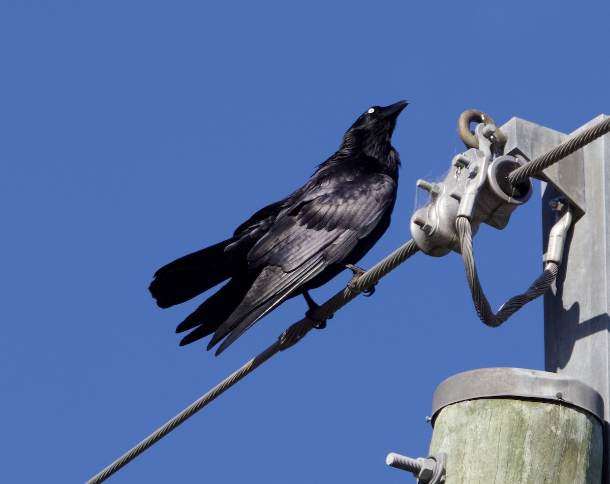 Neuhollandkrähe - ML646773463