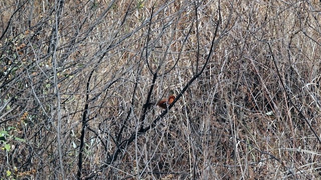 Olive-crowned Crescentchest - ML646773464