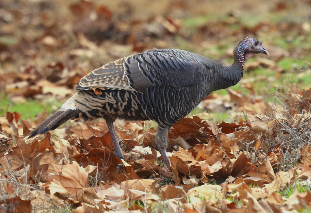 シチメンチョウ - ML646773465