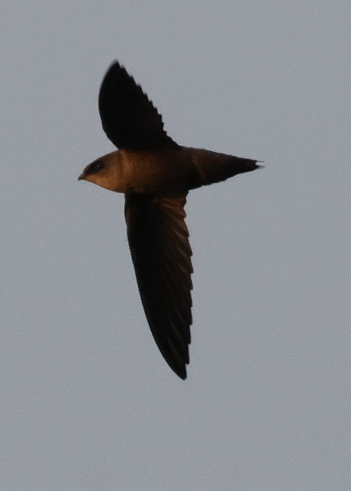 Schornsteinsegler - ML646773466