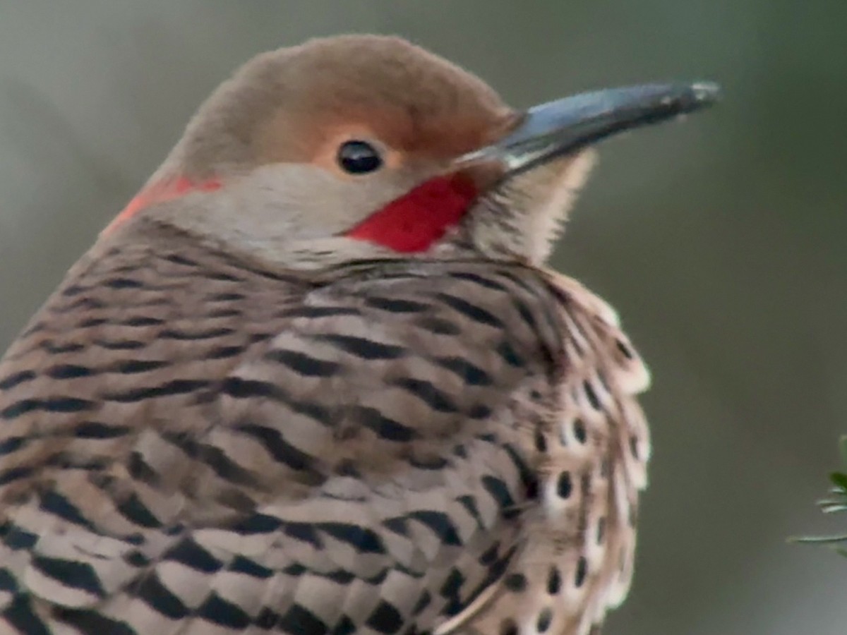 Goldspecht (luteus x cafer) - ML646773467