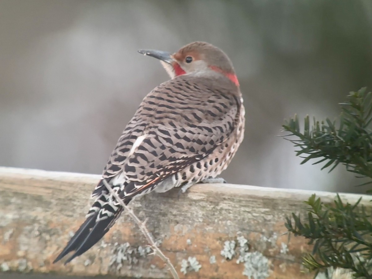 Goldspecht (luteus x cafer) - ML646773468