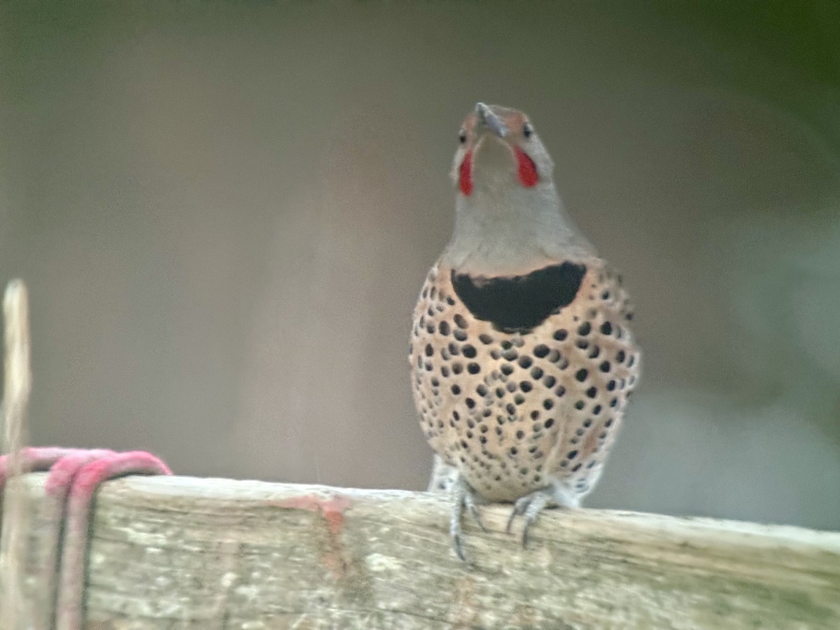 Goldspecht (luteus x cafer) - ML646773469