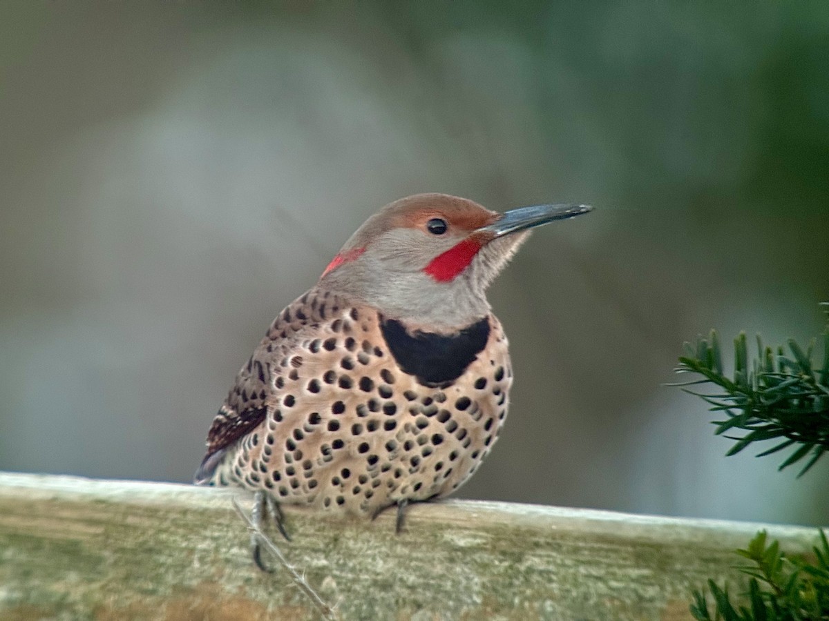 Goldspecht (luteus x cafer) - ML646773470