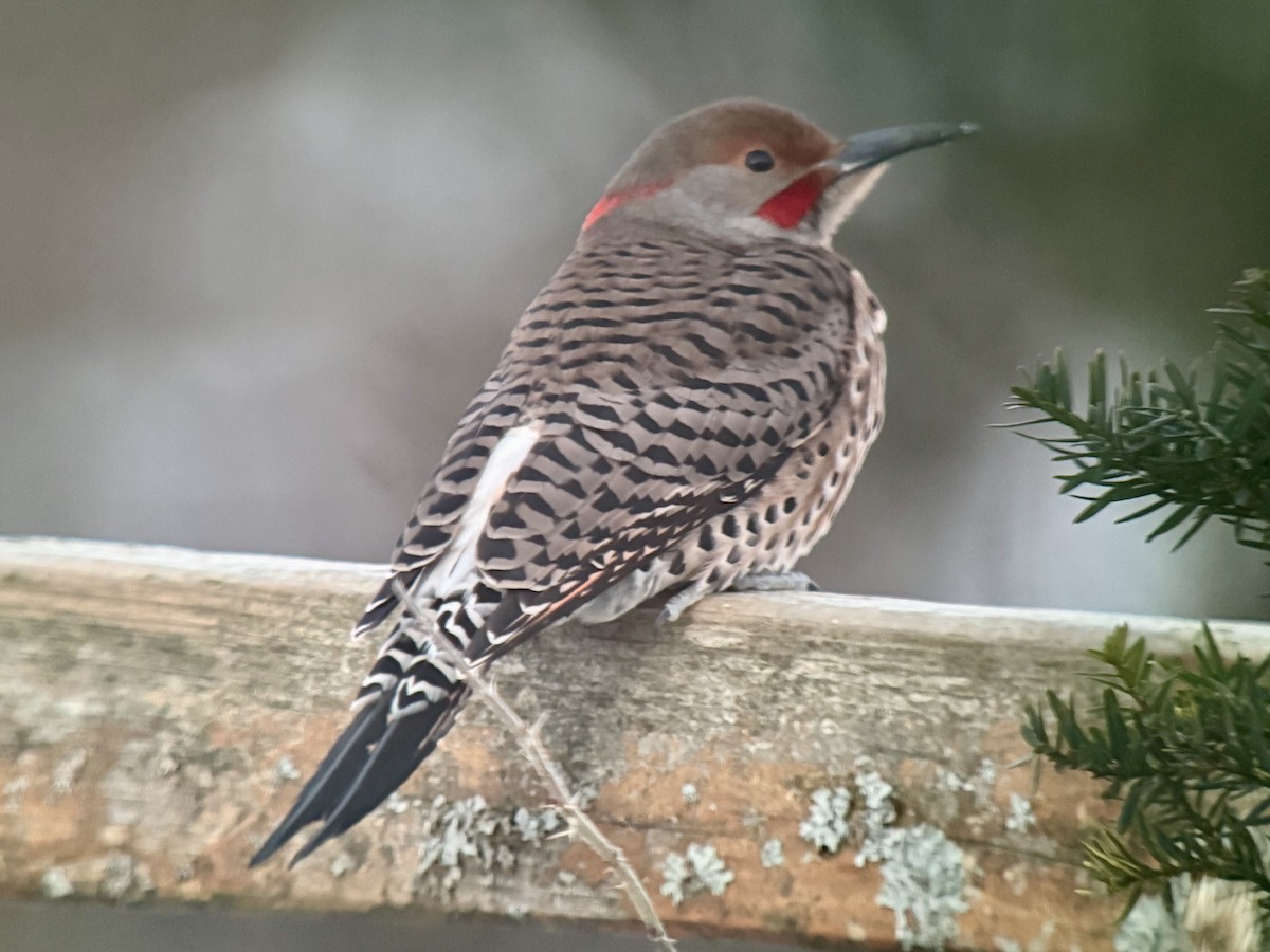 Goldspecht (luteus x cafer) - ML646773472