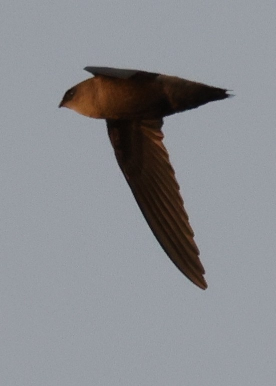 Schornsteinsegler - ML646773473