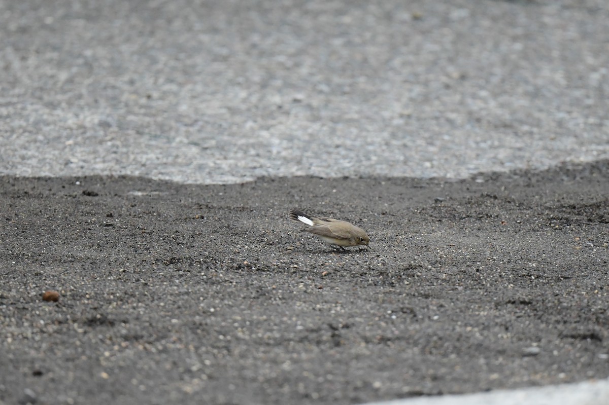 Zwergschnäpper - ML646773474