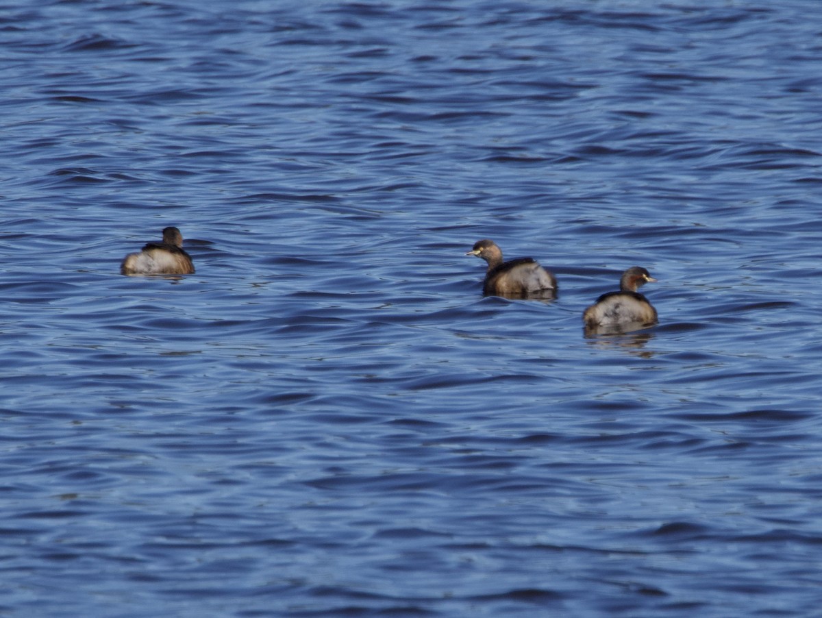 Australzwergtaucher - ML646773475