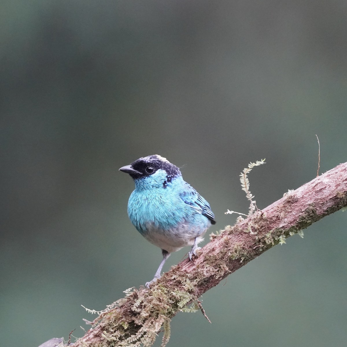 Rotnackentangare - ML646773476