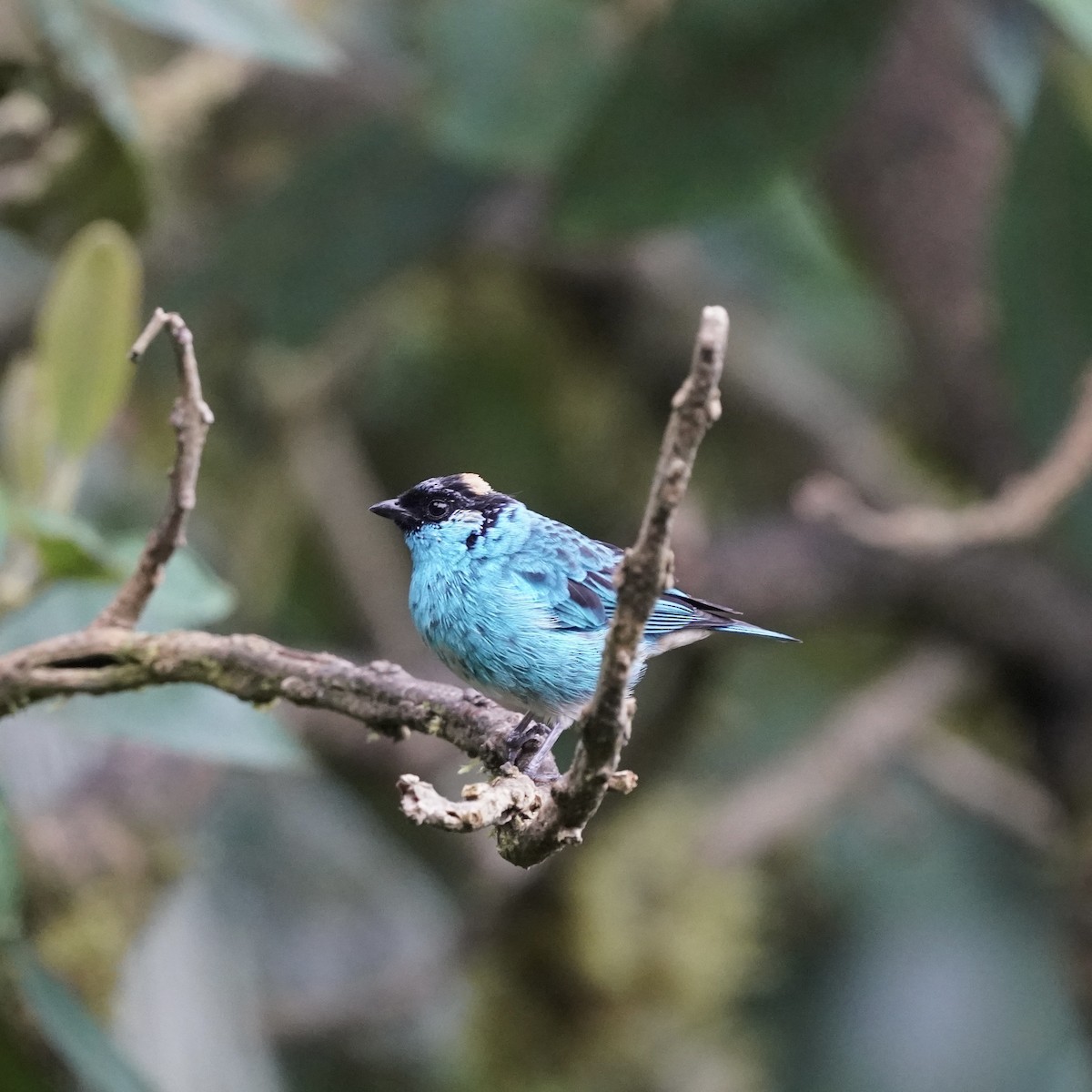 Rotnackentangare - ML646773477